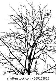 trees silhouette on vector style