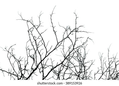 trees silhouette on vector style
