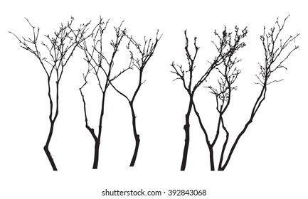 Trees silhouettes, bush without leaves, black isolated on white background, vector illustration.