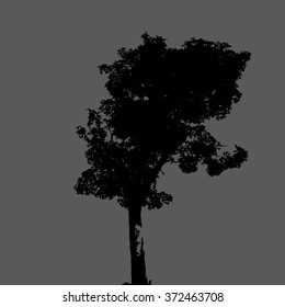  trees in silhouettes.Vector