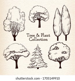 Trees sketch set, hand drawing graphic forest, isolated vector illustration