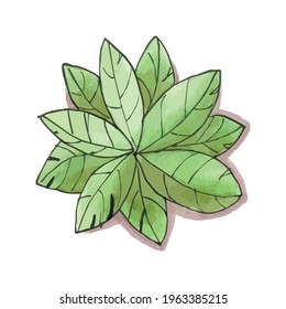 Trees top view. Different trees vector set for architectural or landscape design. View from above. Watercolor tree sketch.