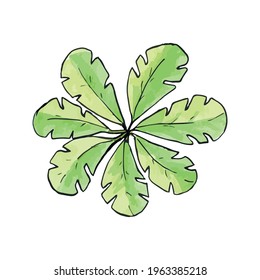 Trees top view. Different trees vector set for architectural or landscape design. View from above. Watercolor tree sketch.