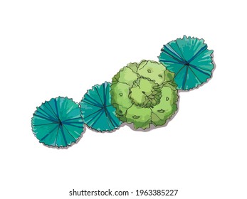 Trees top view. Different trees vector set for architectural or landscape design. View from above. Watercolor tree sketch.