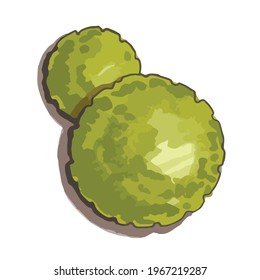 Trees top view. Different trees vector set for architectural or landscape design. View from above. Watercolor tree sketch.