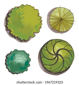 Trees top view. Different trees vector set for architectural or landscape design. View from above. Watercolor tree sketch.