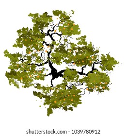 Trees top view for landscape vector illustration.