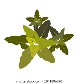 Trees top view for landscape vector illustration.
