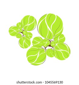 Trees top view for landscape vector illustration.