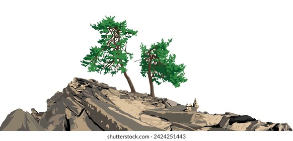 Trees, two pine trees on hill isolated on white sky background