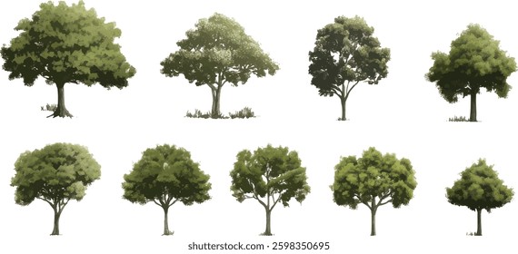 Trees Vector Illustration Set, Isolated on White Background