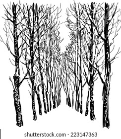 Trees in the winter park