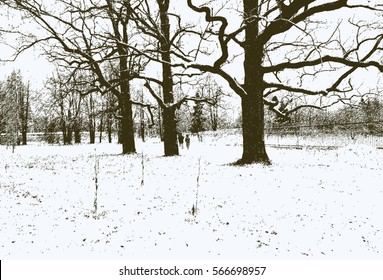 trees in the winter park