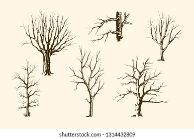 Trees without leaves, hand drawing sketch. Trunks and branches of different types of trees, vector set.