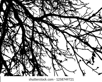 Trees without leaves isolated on white background,Black & white vector. Branches isolated on white.