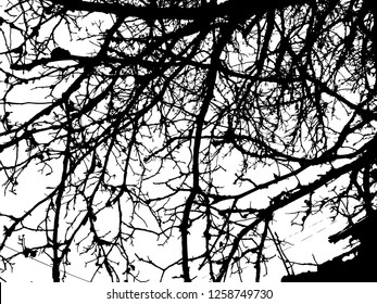 Trees without leaves isolated on white background,Black & white vector. Branches isolated on white.