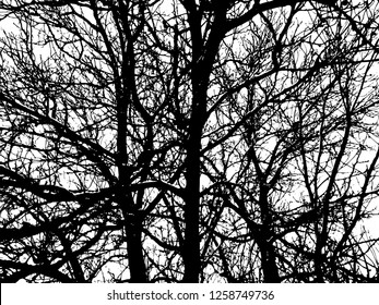 Trees without leaves isolated on white background,Black & white vector. Branches isolated on white.