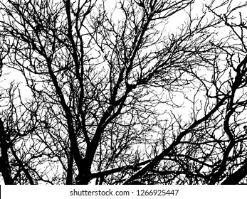 Trees without leaves isolated on white background,Black & white vector. Branches isolated on white.