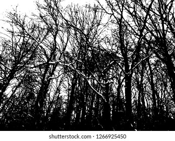Trees without leaves isolated on white background,Black & white vector. Branches isolated on white.