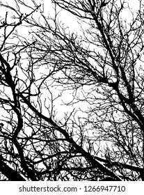 Trees without leaves isolated on white background,Black & white vector. Branches isolated on white.