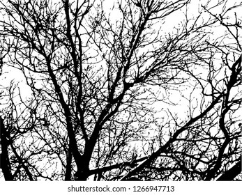 Trees without leaves isolated on white background,Black & white vector. Branches isolated on white.