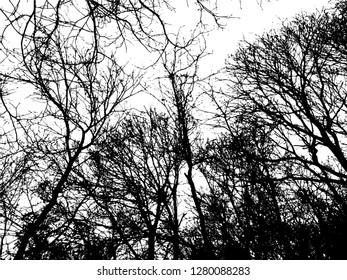 Trees without leaves isolated on white background,Black & white vector. Branches isolated on white.