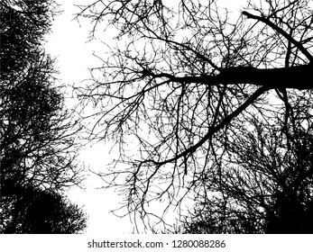 Trees without leaves isolated on white background,Black & white vector. Branches isolated on white.