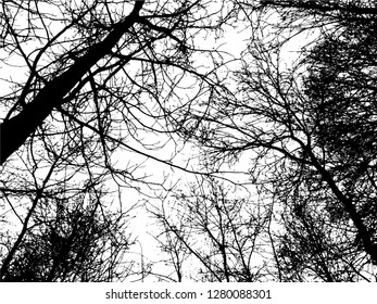 Trees without leaves isolated on white background,Black & white vector. Branches isolated on white.