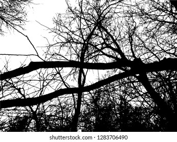 Trees without leaves isolated on white background,Black & white vector. Branches isolated on white.