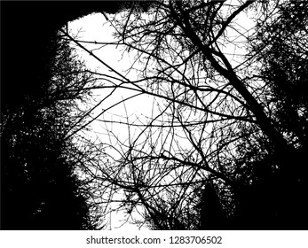 Trees without leaves isolated on white background,Black & white vector. Branches isolated on white.