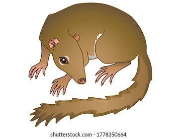 Treeshrew. Tupaia - small Asian animal - vector full color illustration. Small tree shrews is a primate, mammal. 