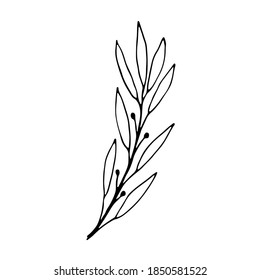 Elemento orgánico y gráfico abstracto de moda. ícono de doodle dibujado a mano de flor floral para la historia de los medios sociales. Elemento herbario dibujado a mano. Hojas de laurel dibujadas a mano aisladas en blanco