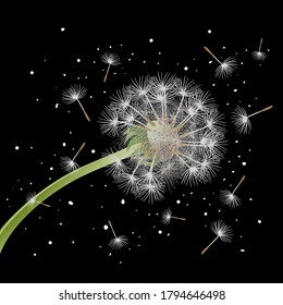 Trendy backdrop with dandelion blowing seeds on black background. Nature theme banner with dandelion flower and flying seeds. Vector illustration.