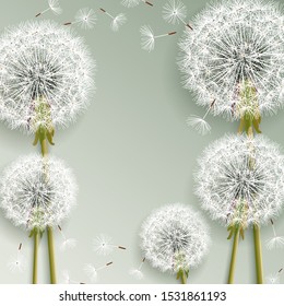 Trendy beautiful nature grey background with 3d dandelions blowing. Floral stylish elegant wallpaper with summer or spring flowers and flying fluff. Graphic design. Vector illustration