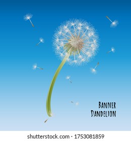 Fondo azul a la moda con flores de león soplando semillas. Banner sobre el tema de la naturaleza con flor de diente de león y semillas voladoras. Cartel de Dandelion. Ilustración vectorial.