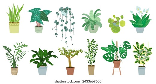 Trendy collection cute home plants in flowerpots pack. Set of different indoor houseplants in pots modern illustrations. Vector ficus, monstera, zamioculcas, crassula, schefflera, sansevieria snake