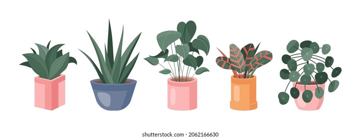 Trendy collection of home cute plants and succulents in flowerpots pack icons. Set of houseplants and succulents in pots modern illustrations. Cozy vector decoration elements in flat swiss style.
