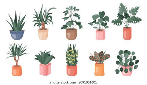 Colección de moda de plantas lindas en casa en macetas de flores empaque iconos. Montaje de plantas domésticas y flores en ollas ilustraciones modernas. Aaloe vectorial, yuca, dracaena, planta de serpientes, schefflera, flor casera monstera