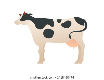 Trendy flat animal vector cartoon illustration. Highland cattle white with black splash cow standing isolated on white background. Organic farm concept.