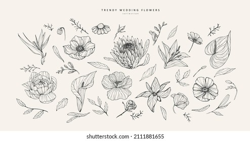 Trendy flowers for logo or decorations. Hand drawn line wedding decoraton, elegant leaves for invitation save the date card. Botanical rustic trendy greenery