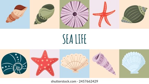 Fondo geométrico de moda con conchas marinas. Hermosas conchas Rapana, estrellas de mar, concha redonda de erizo. Vida marina, moluscos oceánicos