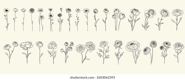 Trendy greenery, hand-drawn design of minimalist black line art ranunculus flowers for wedding decor, feminine floral branch ideal for chic event branding, elegant invitations, logos, floral decor