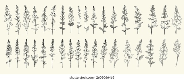 Trendy greenery and minimalist black line art of foxgloves for rustic wedding logos, chic wedding stationery, boho-themed branding, and feminine botanical floral branch, eco-conscious decor.