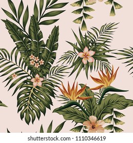 Trendy illustration Exotic flowers hibiscus, plumeria, bird of paradise and plants banana leaves femini composition