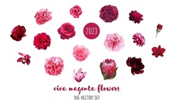 Trendy Magenta Flowers Vector Design Big Set. Hot Pink Roses, Ranunculus, Barbie Pink Peony, Dahlia, Orchid, Hydrangea, King Protea, Dark Carnation. All Elements Are Isolated And Editable On White. 