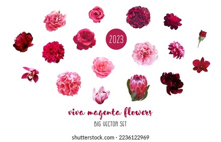 Trendy magenta flowers vector design big set. Hot pink roses, ranunculus, barbie pink peony, dahlia, orchid, hydrangea, king protea, dark carnation. All elements are isolated and editable on white. 