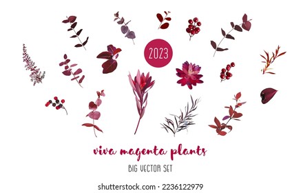 Plantas de magenta de moda de diseño vectorial gran conjunto. Eucalipto rojo borgoñoso, equeveria oscura suculenta, berry roja, astilbe, agonis, anurio, leucadendrón. Todos los elementos están aislados y se pueden editar en blanco. 