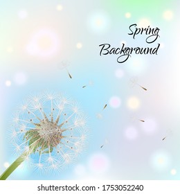 Trendy multicolored background with flower dandelion blowing seeds. Nature theme banner with dandelion flower and flying seeds. Text Spring Background. Vector illustration.
