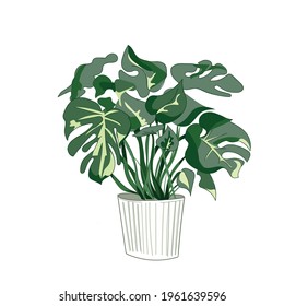Trendy potted plants for home. Different indoor houseplants isolated on white background.