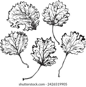 Trendy realistic with black leaves on white background. Hand drawn black illustration.